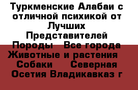 Туркменские Алабаи с отличной психикой от Лучших Представителей Породы - Все города Животные и растения » Собаки   . Северная Осетия,Владикавказ г.